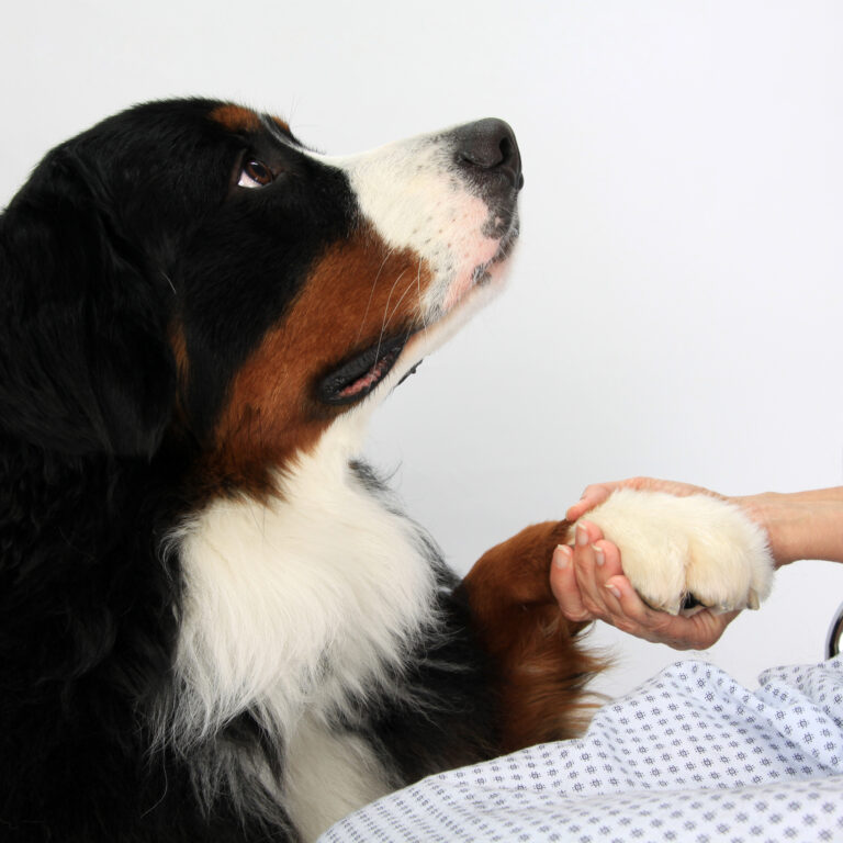 03_shaking paw_1866