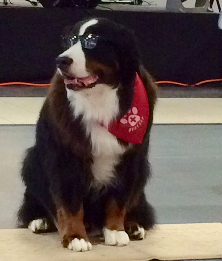 Bentley glasses